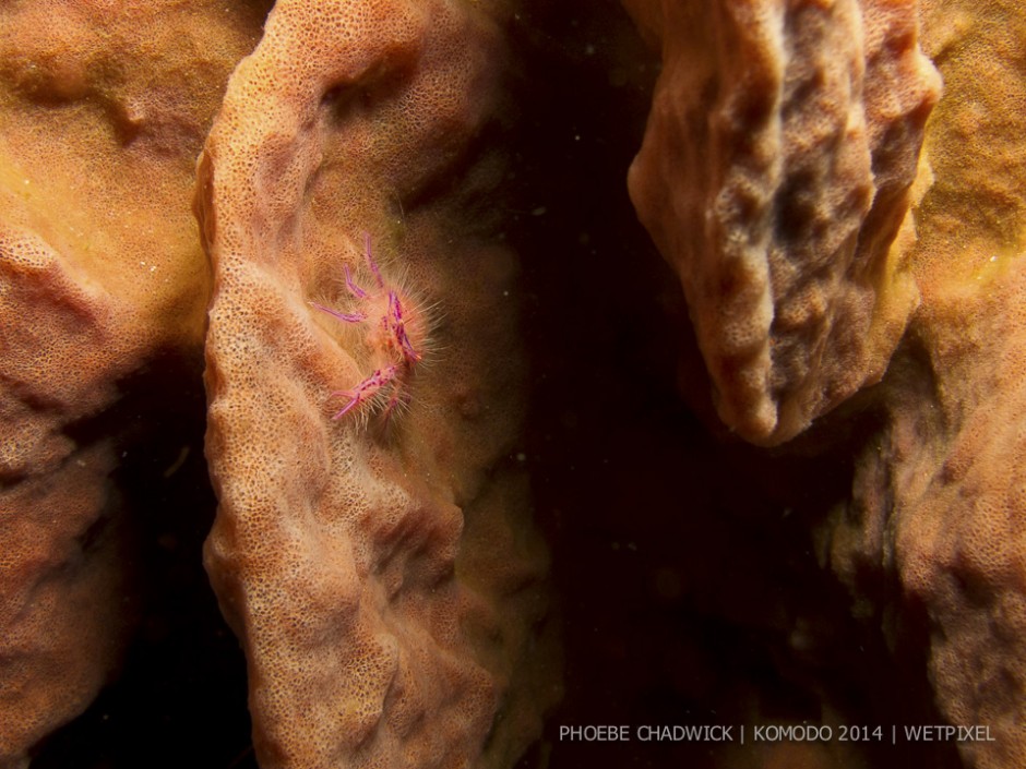 **Phoebe Chadwick:** Hairy squat lobster (*Lauriea siagiani*.)