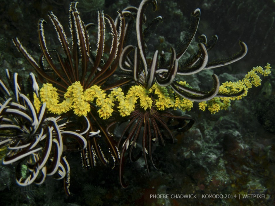 **Phoebe Chadwick:** Wire coral and crinoid abstract.