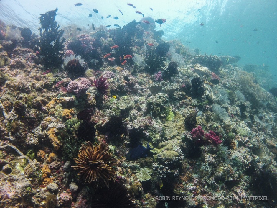 **Robin Reynolds:** Reef scene teeming with life