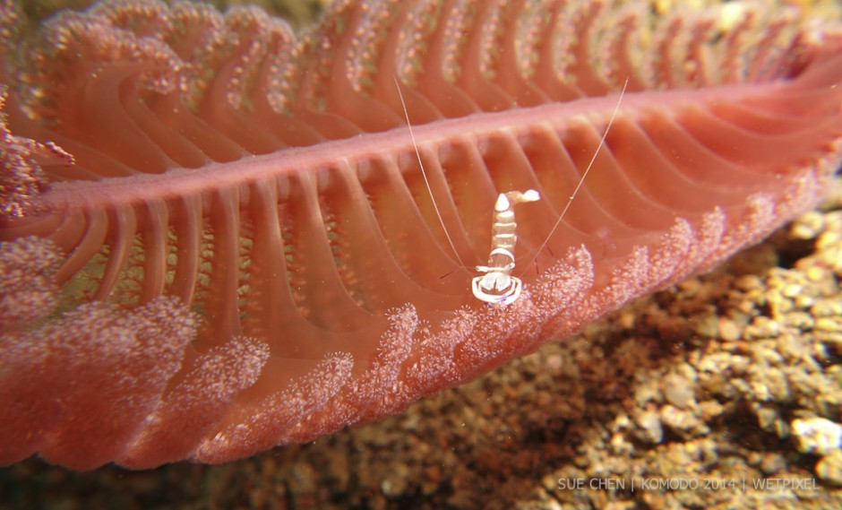 **Sue Chen:** Magnificent anemone shrimp (*Ancylomenes magnificus*) on a sea pen at night.