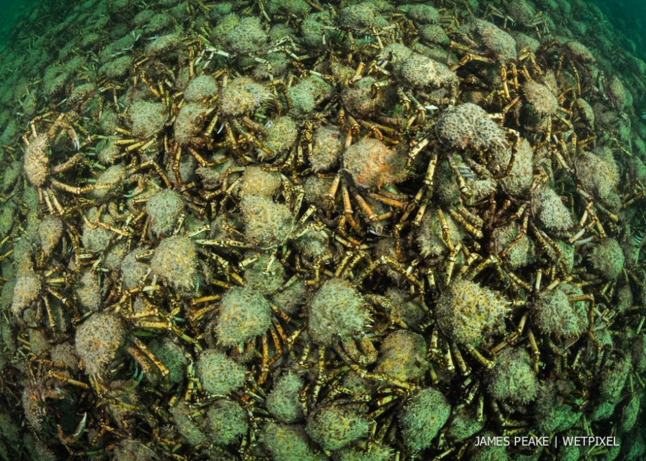 *Leptomithrax gaimardii*, Rye Pier. 
In early winter this species of Spider Crab gather in mind boggling aggregations.  The current scientific consensus is that the crabs come together in such huge numbers to moult.