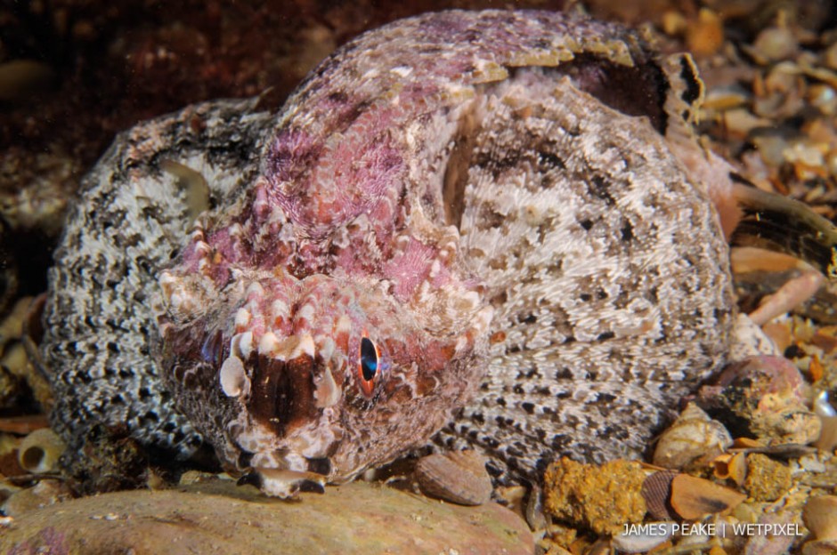 Goblinfish, *Glyptauchen panduratus*, Portsea Pier, Victoria. Blending in well with the substrate these cryptic fish are relatives of Scorponfish.