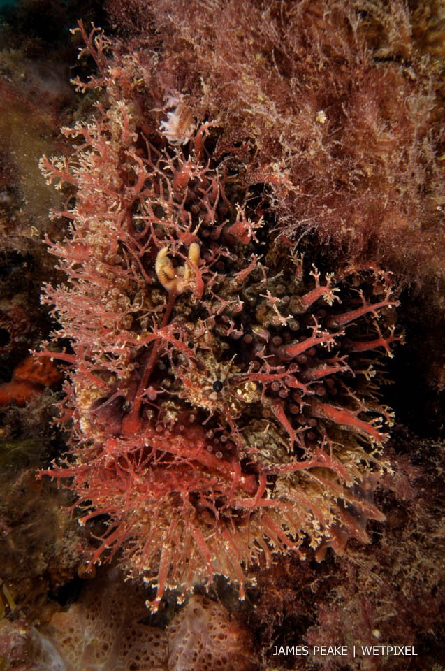 The tasselled anglerfish (*Rhycherus filamentosus*), arguably the most highly evolved ambush predator found in the waters of southern Austalia. Looking for all the world like a lump of algal growth it patiently lays in wait for its next meal. 