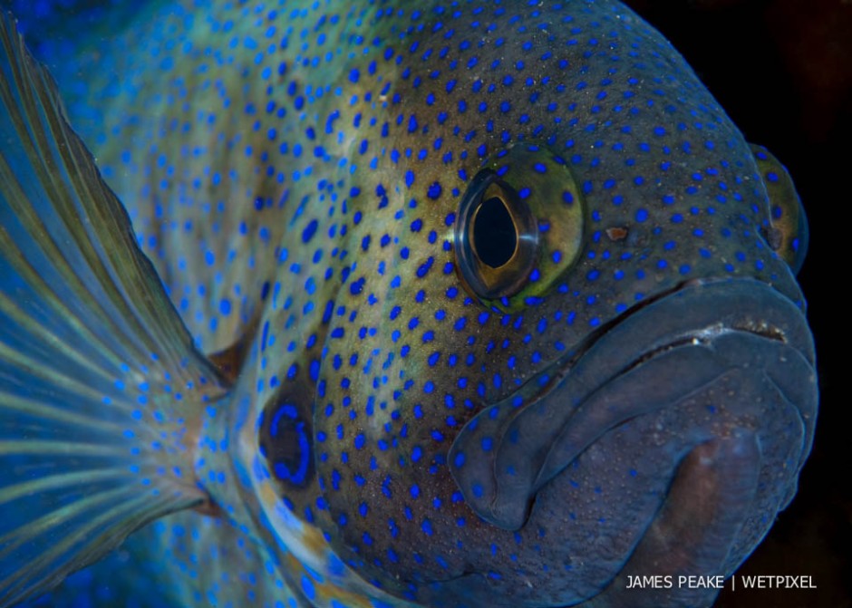 Southern Blue Devil, *Paraplesiops meleagris*, Second Valley, Fleurieu Peninsula, South Australia. Blue Devils are a favourite for many UW photographers down under. Very photogenic and often bold and willing to pose for the camera.