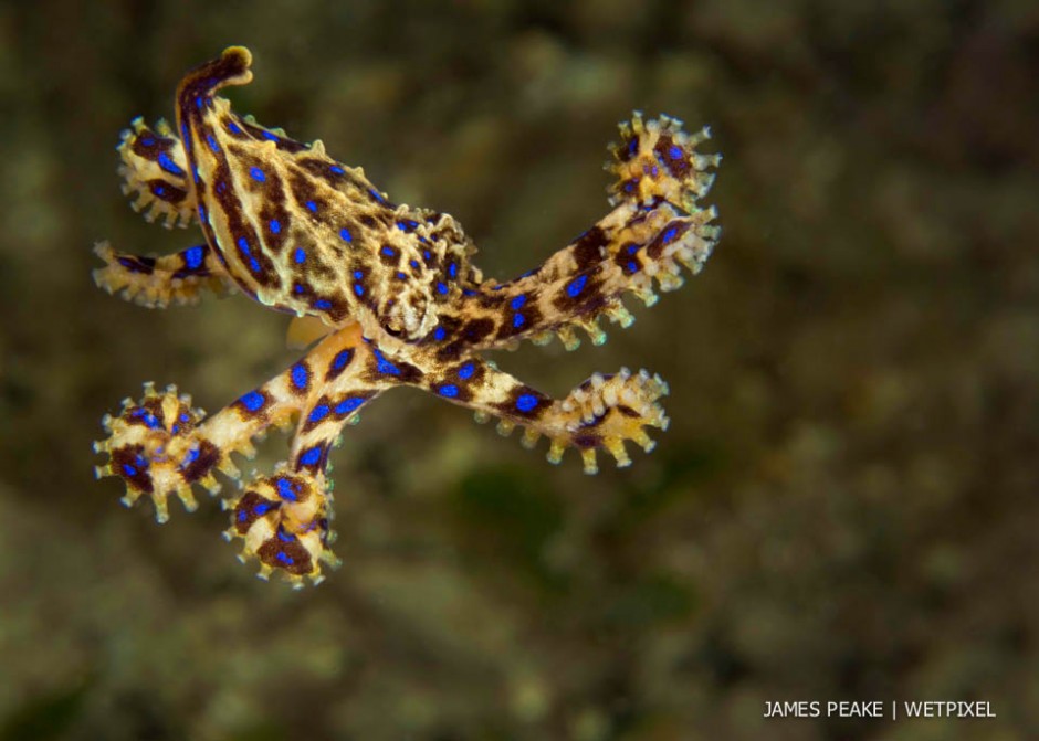 Blue Ringed Octopus juvenile , (*Hapalochlaena maculosa*, 
Taken on a night dive, Edithburgh Jetty, Yorke Peninsula, South Australia.