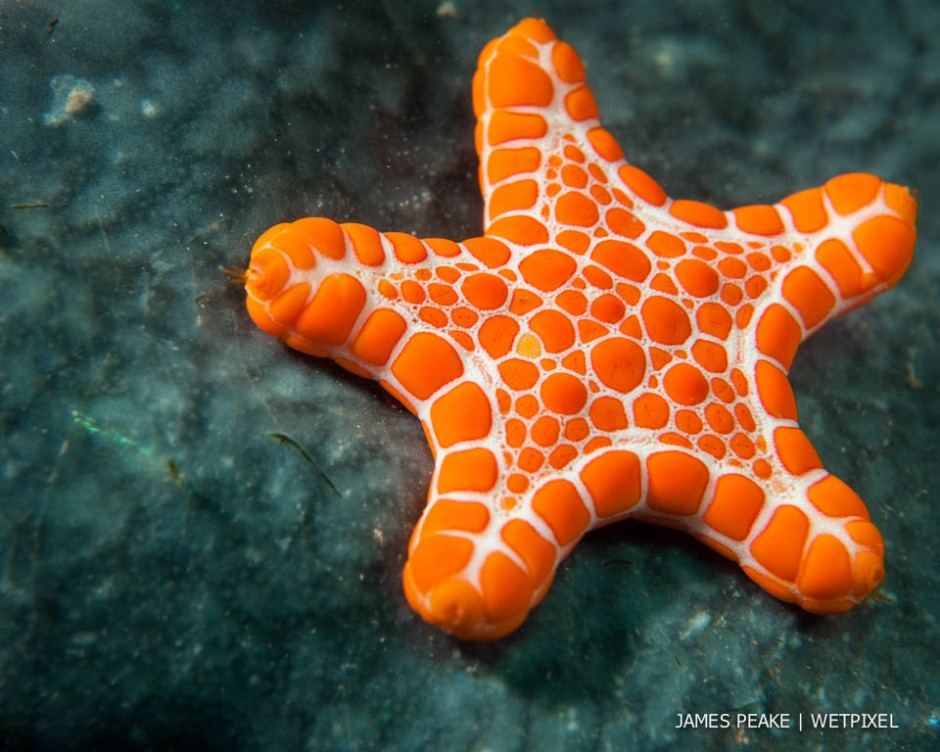 Pentagonaster dubeni*, Rapid Bay Jetty, Fleurieu Peninsula, South Australia. Bisquit Stars are a tasty sight for the eyes well know to both divers and tide poolers.