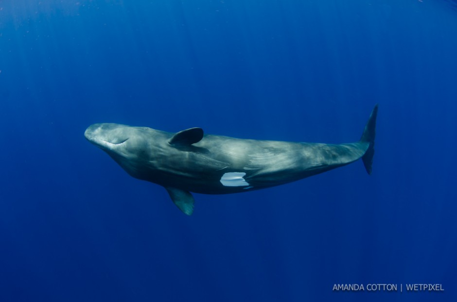 Sperm whale (*Physeter macrocephalus*) images captured in the waters off Dominica in the Caribbean Sea. All images taken under permit.