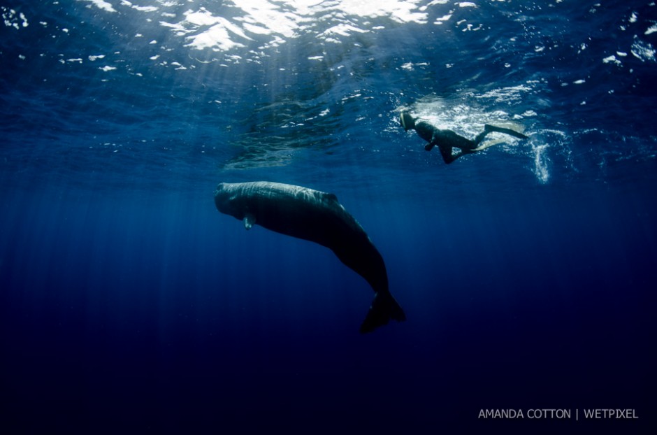 Sperm whale (*Physeter macrocephalus*) images captured in the waters off Dominica in the Caribbean Sea. All images taken under permit.