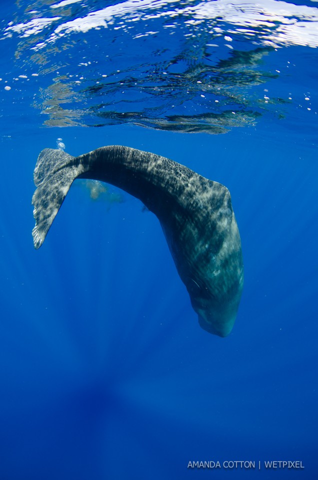 Sperm whale (*Physeter macrocephalus*) images captured in the waters off Dominica in the Caribbean Sea. All images taken under permit.