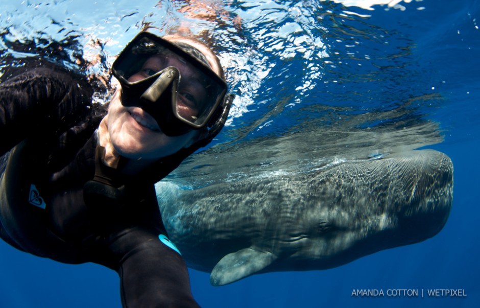 Sperm whale (*Physeter macrocephalus*) images captured in the waters off Dominica in the Caribbean Sea. All images taken under permit.