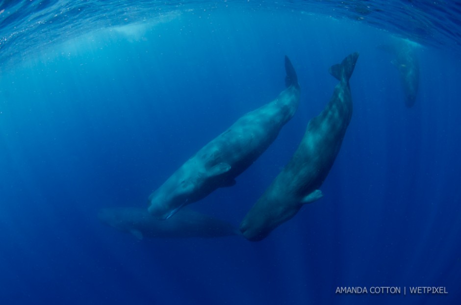 Sperm whale (*Physeter macrocephalus*) images captured in the waters off Dominica in the Caribbean Sea. All images taken under permit.