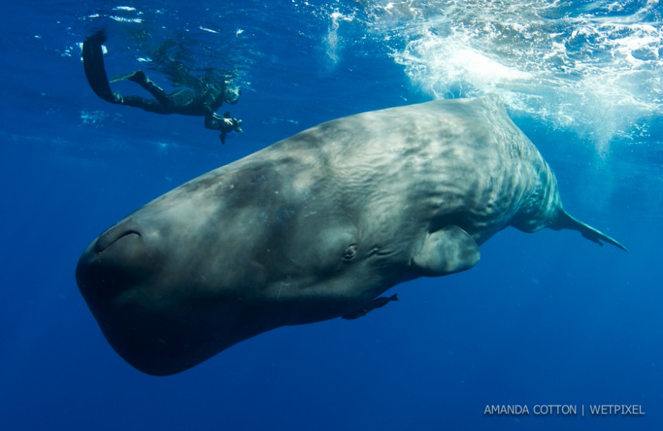 Sperm whale (*Physeter macrocephalus*) images captured in the waters off Dominica in the Caribbean Sea. All images taken under permit.