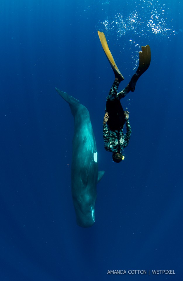 Sperm whale (*Physeter macrocephalus*) images captured in the waters off Dominica in the Caribbean Sea.   All images taken under permit.