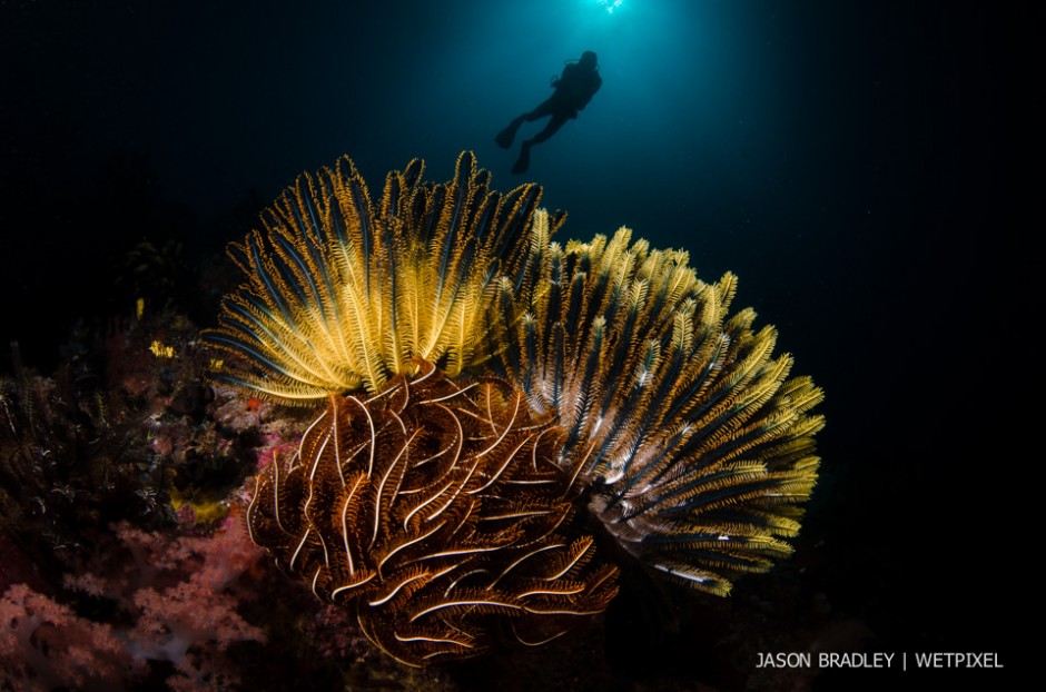 Jason Bradley: Wide-angle scene.