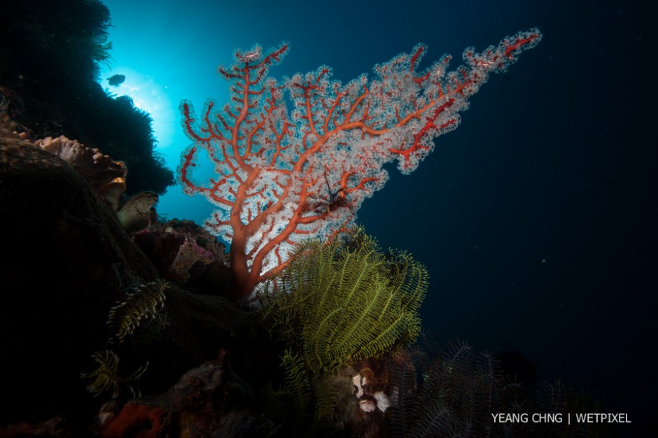 Yeang Chng: Coral silhouette.