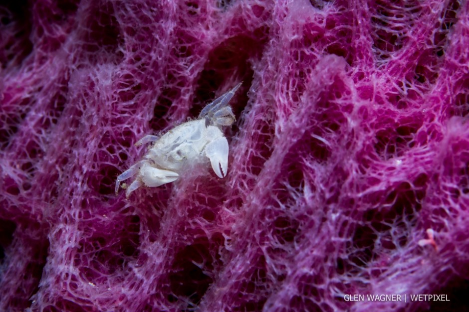 Glen Wagner: White crab. 