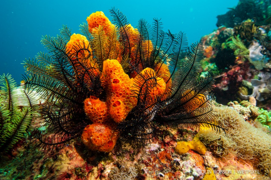 Colin Robson: Reef scene 