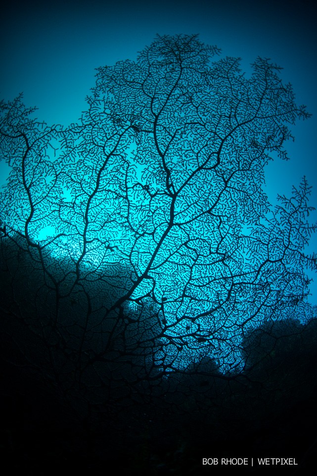 Bob Rhode: Sea fan silhouette.