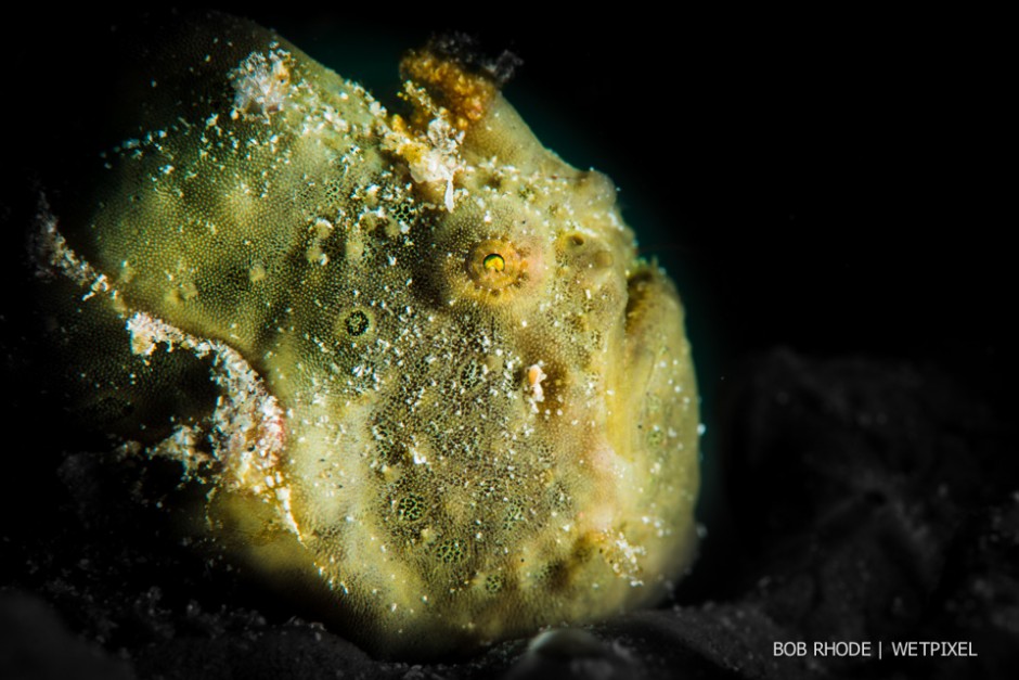 Bob Rhode: Warty frogfish (*Antennarius maculatus*).