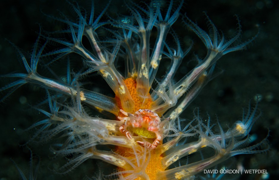 David Gordon: Soldier Porcelain Crab (*Petrolisthes militaris*) with eggs on soft coral.