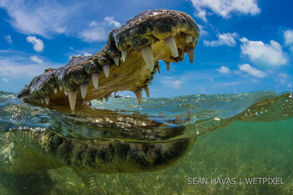 Sean Havas: American salt water crocodile (*Crocodylus acutus*).