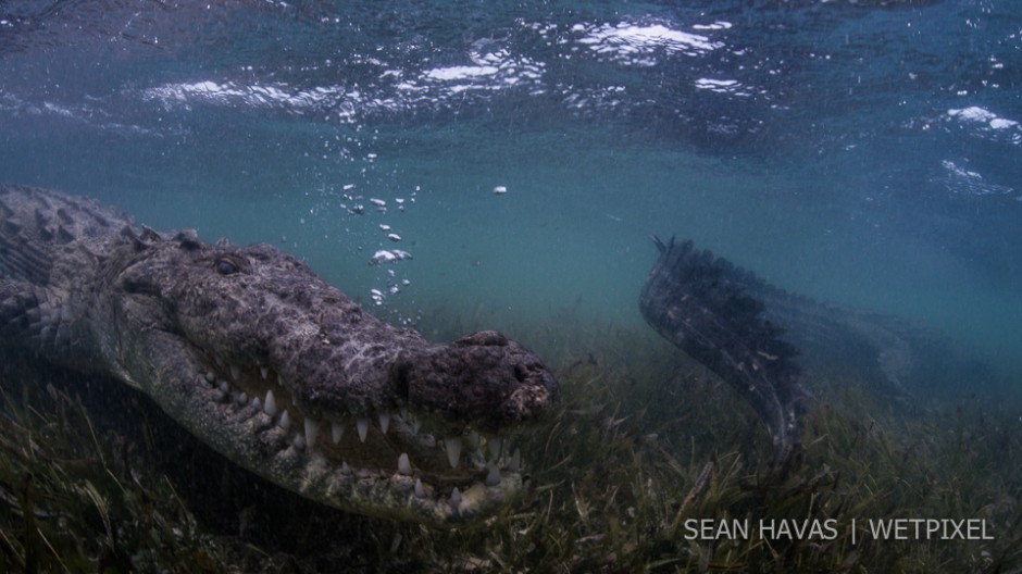 Sean Havas: American salt water crocodile (*Crocodylus acutus*).