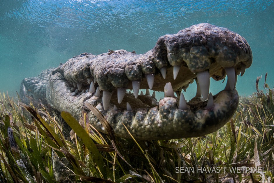 Sean Havas: American salt water crocodile (*Crocodylus acutus*).