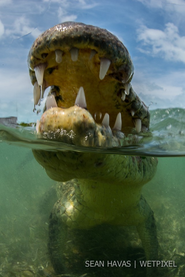 Sean Havas: American salt water crocodile (*Crocodylus acutus*).