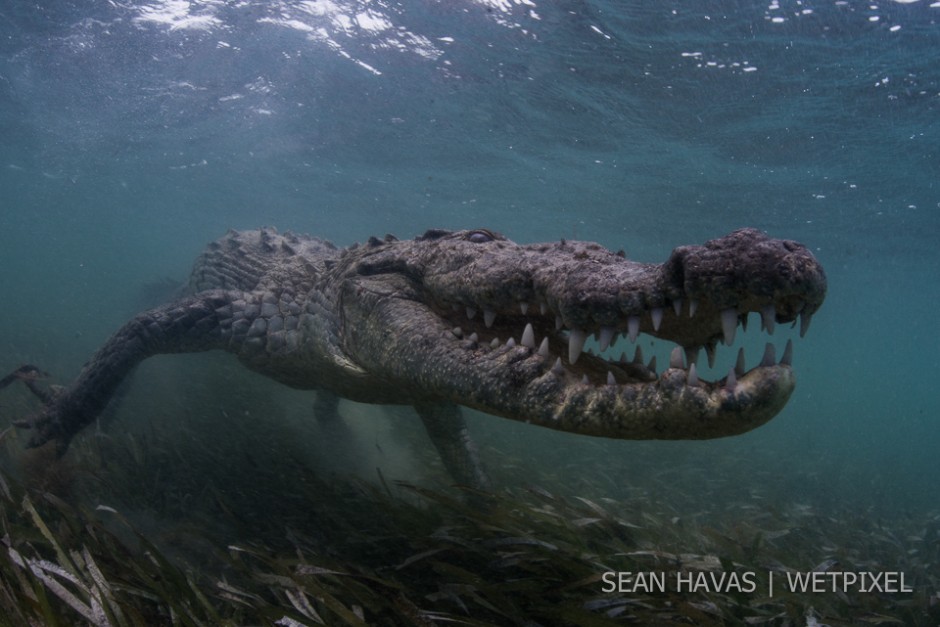 Sean Havas: American salt water crocodile (*Crocodylus acutus*).