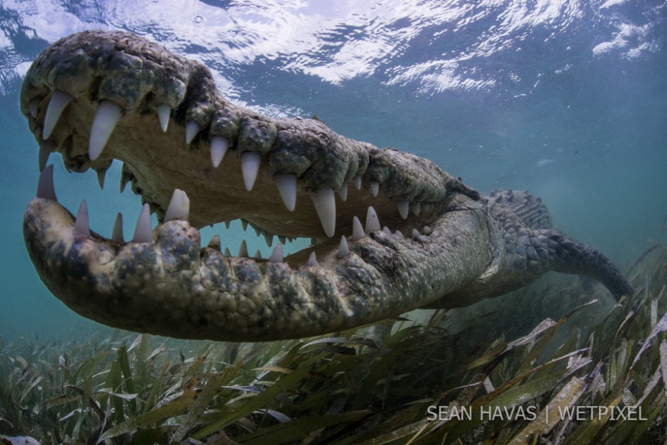 Sean Havas: American salt water crocodile (*Crocodylus acutus*).