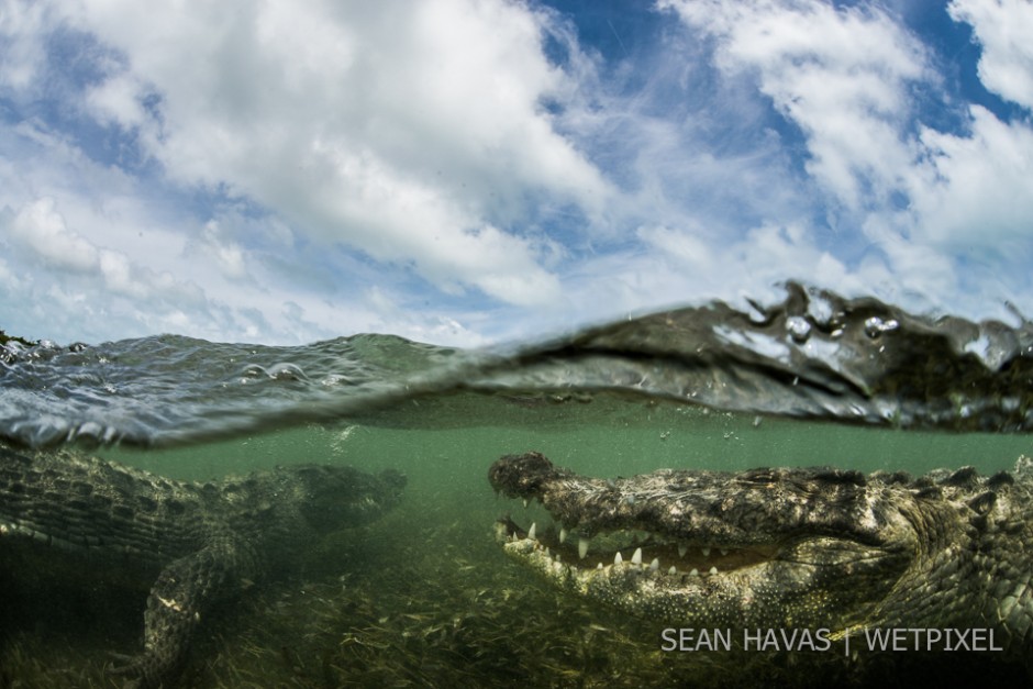 Sean Havas: American salt water crocodile (*Crocodylus acutus*).