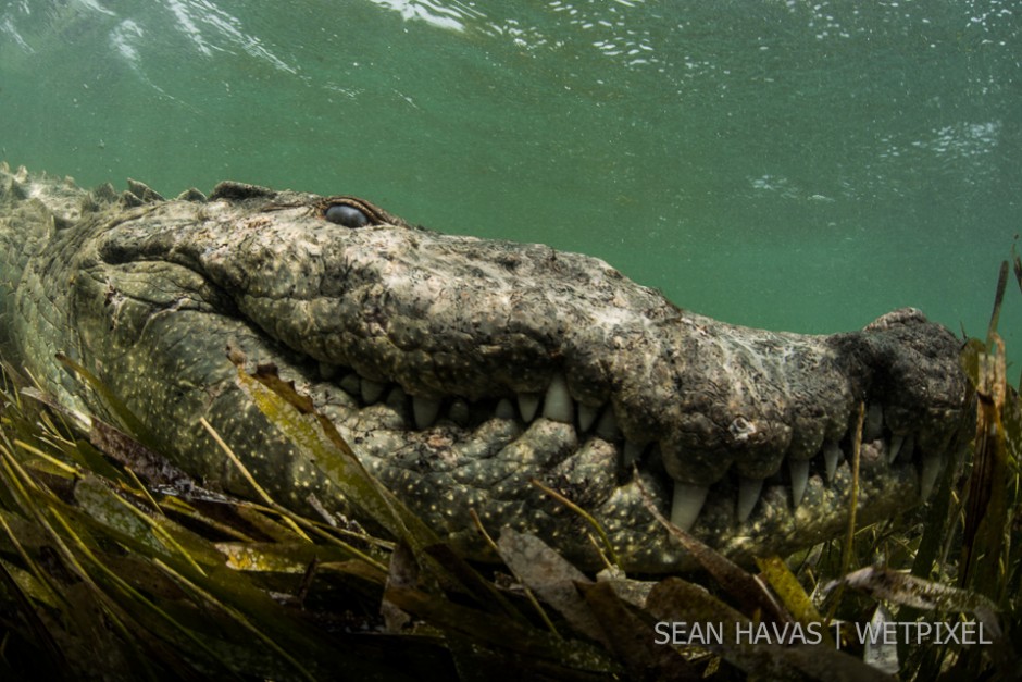 Sean Havas: American salt water crocodile (*Crocodylus acutus*).