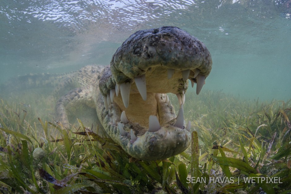 Sean Havas: American salt water crocodile (*Crocodylus acutus*).