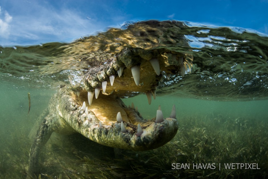 Sean Havas: American salt water crocodile (*Crocodylus acutus*).