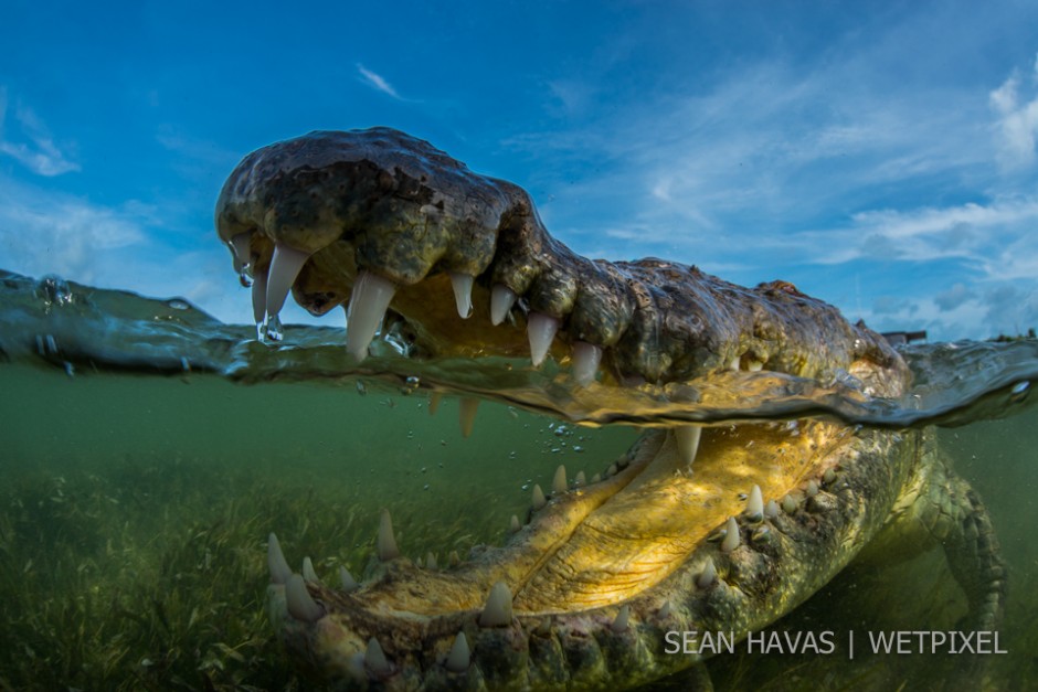 Sean Havas: American salt water crocodile (*Crocodylus acutus*).