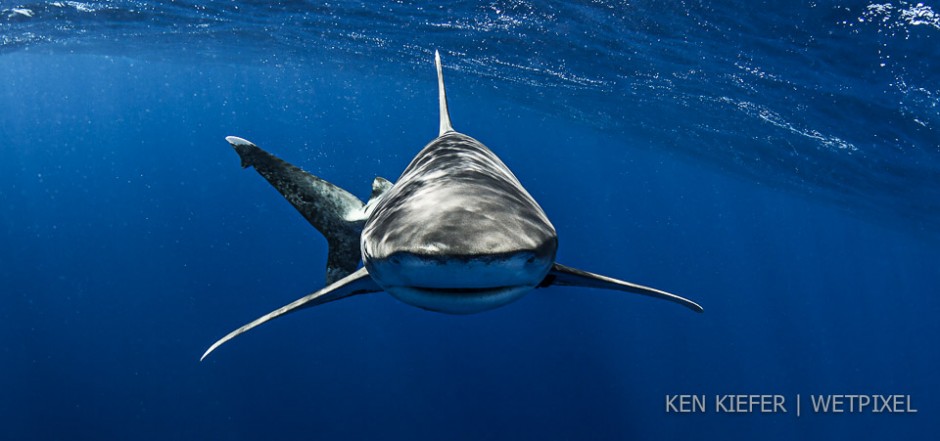 Headon Shark with natural light.  Strobes pointed back.