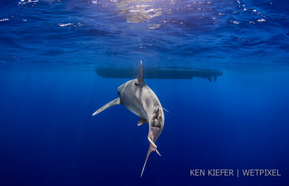 A shark's tail.