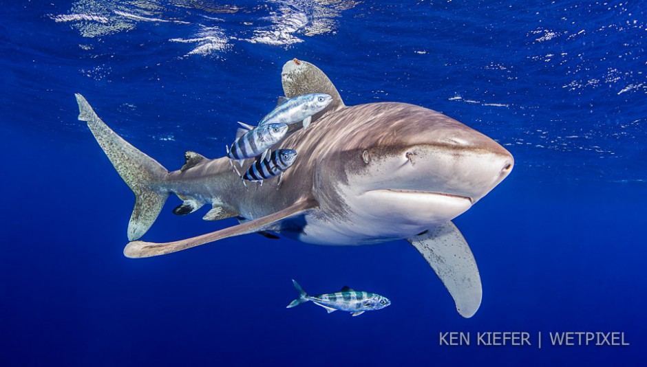 Female OWT with her pilotfish escorts.