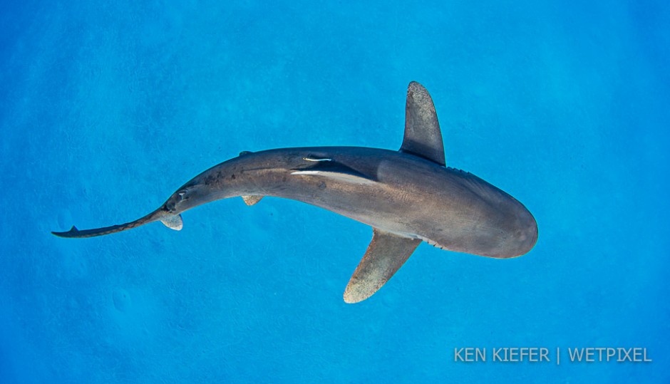 Female OWT over a shallow sandy bottom that resembles a moonscape.