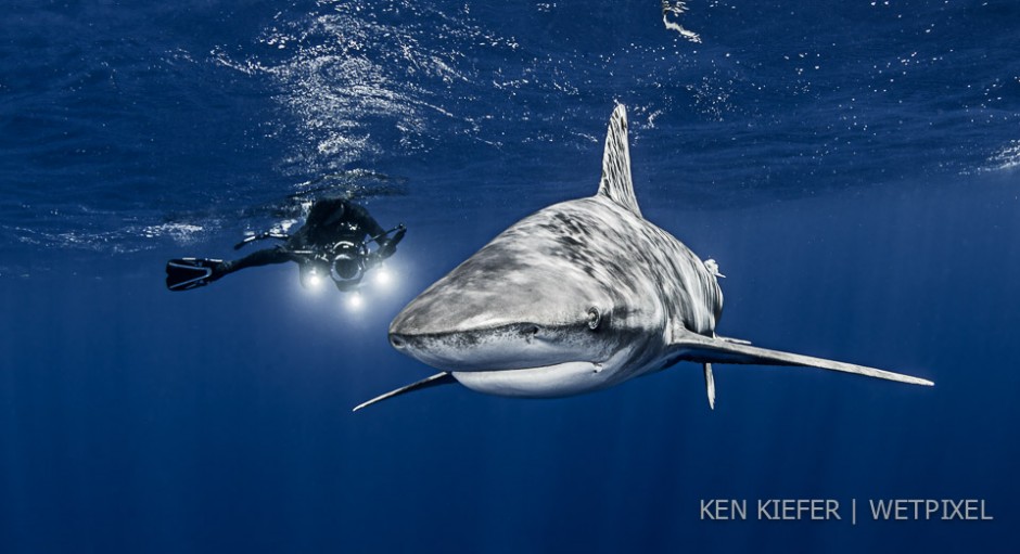 Frans De Backer - underwater cinematographer at work.