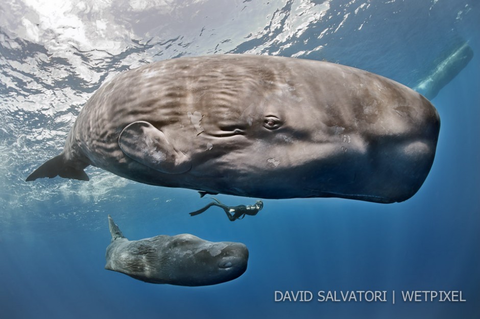 Dominica - mother and calf.