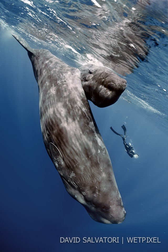 Dominica - mother and calf.