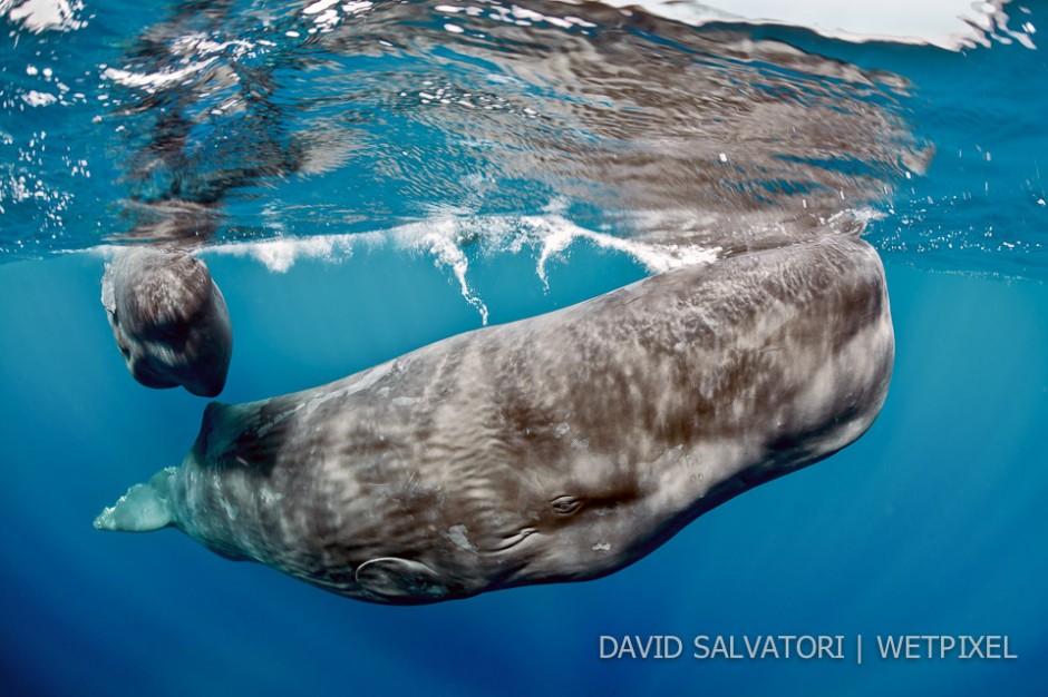 Dominica - mother and calf.