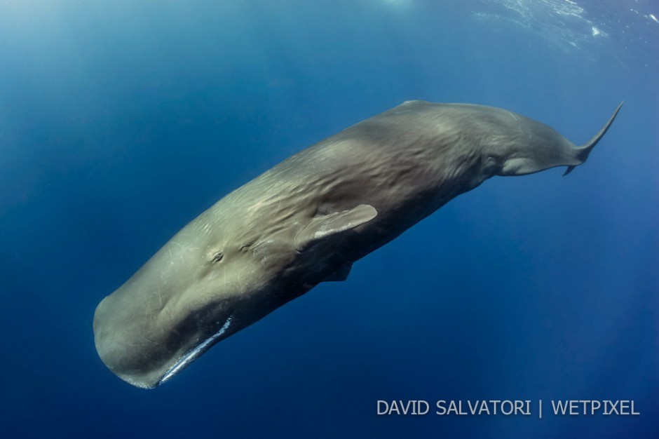 Dominica - a big male diving.