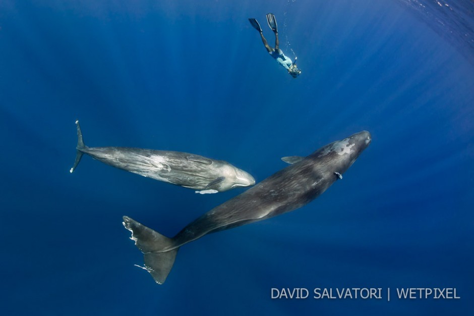 Dominica - our guide Arun Madisetti photographing sperm whales.