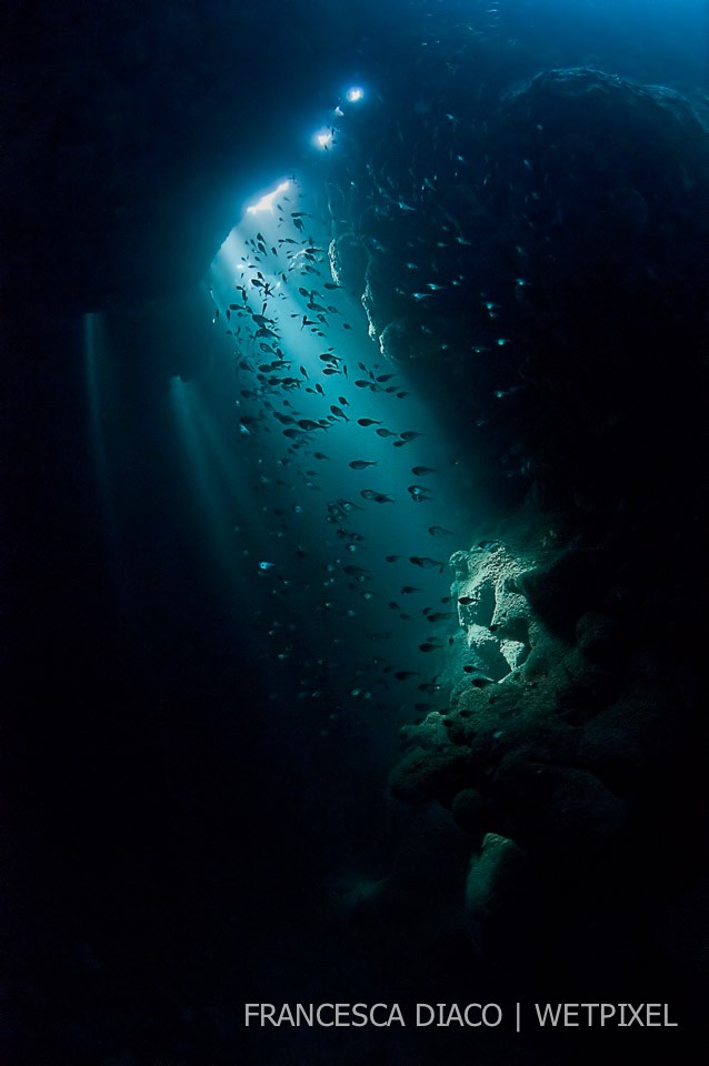 Glassy sweepers (*Pempheris schomburgkii*) swimming in the rays of light in the cave at Hole in the Wall on the north side of the island.