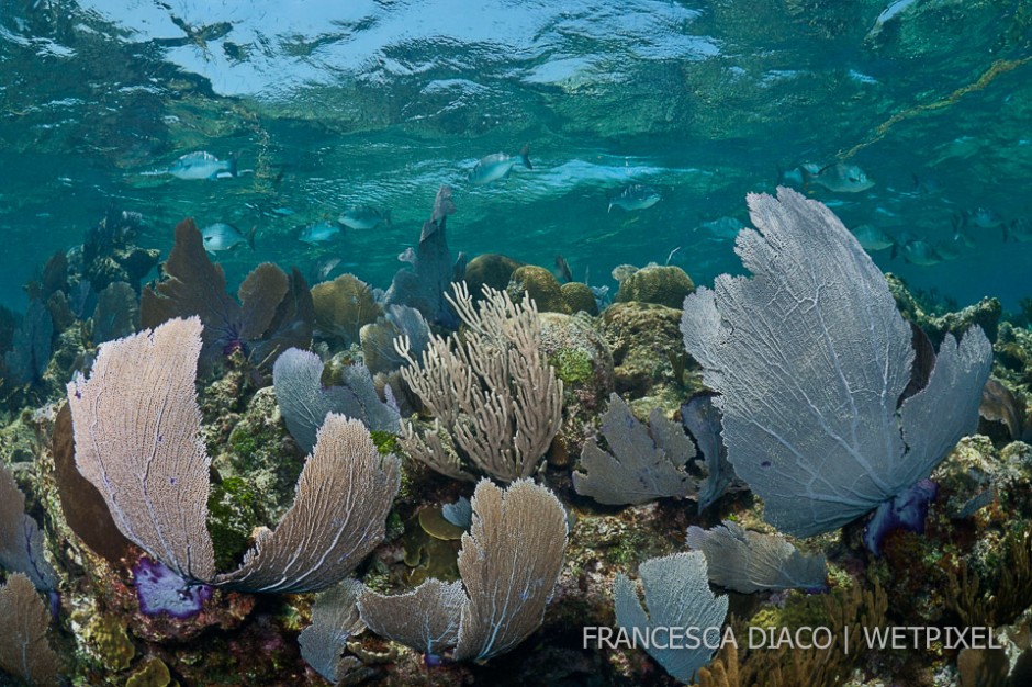 Bermuda chub (*Kyphosus sectatrix*) cruisie through the sea fans (*Gorgonia ventalina*) and beautiful shallows of Turquiose Channel, on the north side of the island.