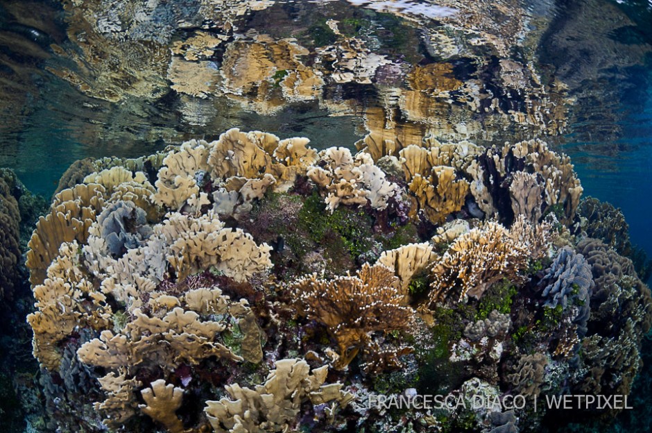 Hard corals gardens reach right up to the surface at Cordelia Banks. Branching Fire Coral *(Milepora alcicornis*), Blade Fire Coral (*Milepora complanata*) and Thin Leaf Lettuce Coral (*Agaracia tenuifolia*) are among the species of coral shown here.