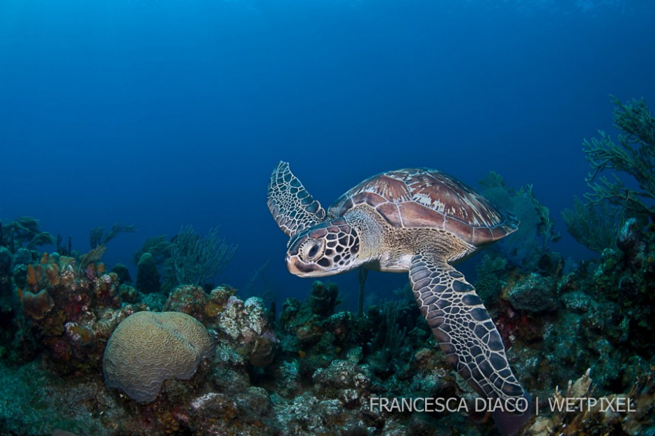 This green turtle (*Chefonia mydas*) was found swimming at Overheat Reef on the north side and is one of three species of sea turtles found on Roatan.