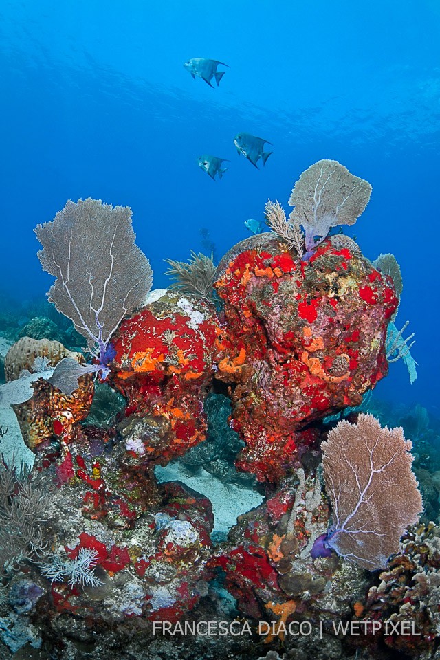 Atlantic spadefish (*Chaetodipterus faber*) swim past a colorful coral bommie at a  seamount in Cayos Cuchinos.